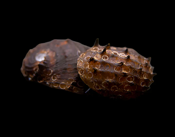 King Koopa Nerite Snail (Neritina juttingae) for Sale Canada | Rare Aquarium Snail