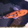 Assorted Koi (Cyprinus carpio) 5–5.75" for Sale Canada | Premium Pond Koi