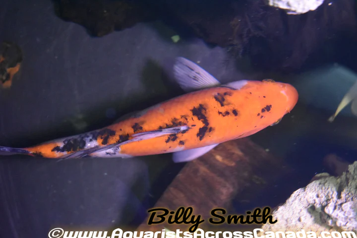 Assorted Koi (Cyprinus carpio) 5–5.75" for Sale Canada | Premium Pond Koi