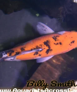 Japanese Assorted Koi (Cyprinus carpio) 8" for Sale Canada | Premium Imported Koi