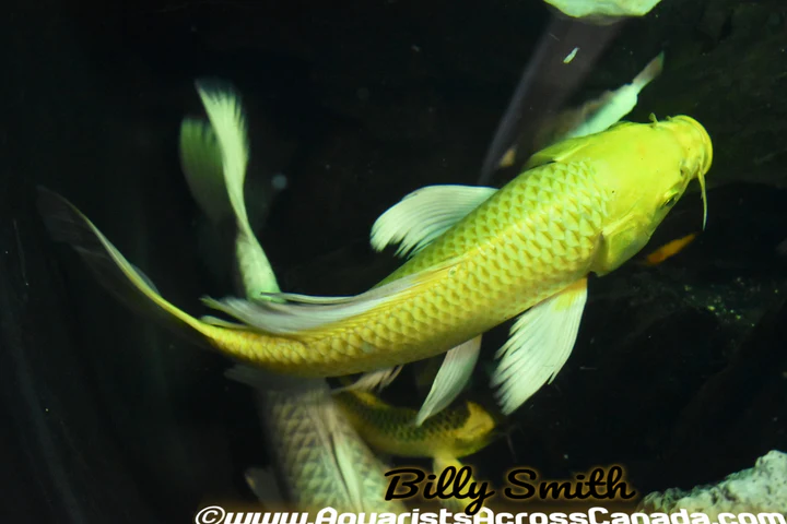 Assorted Butterfly Koi (Cyprinus carpio) 2.5–3.75" for Sale Canada | Premium Longfin Koi