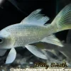 Platinum Butterfly Koi (Cyprinus carpio) 6–6.75" for Sale Canada | Premium Longfin Koi