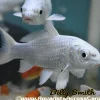 Platinum Koi (Cyprinus carpio) 12" for Sale Canada | Premium Japanese Koi