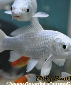 Platinum Koi (Cyprinus carpio) 12" for Sale Canada | Premium Japanese Koi