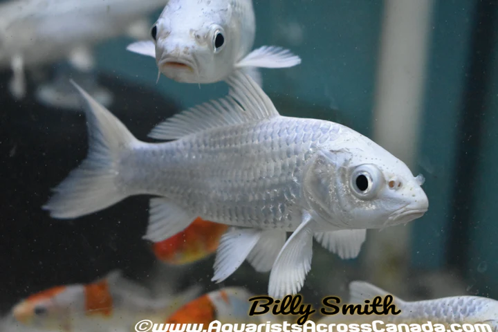 Platinum Koi (Cyprinus carpio) 5–5.75" for Sale Canada | Premium Platinum Ogon Koi