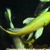 Assorted Butterfly Koi (Cyprinus carpio) 8" for Sale Canada | Premium Longfin Pond Koi