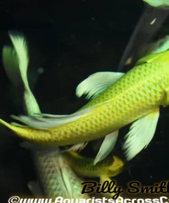 Assorted Butterfly Koi (Cyprinus carpio) 8" for Sale Canada | Premium Longfin Pond Koi