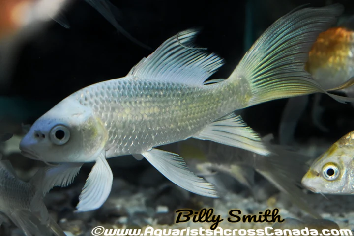 AA Grade Platinum Butterfly Koi (Cyprinus carpio) 5–5.75" for Sale Canada | Premium Longfin Koi