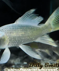 AA Grade Platinum Butterfly Koi (Cyprinus carpio) 4–4.5" for Sale Canada | Premium Longfin Koi