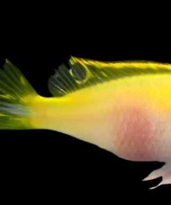 KRIBENSIS *ALBINO* (Pelvicachromis pulcher)