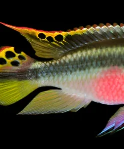 KRIBENSIS (Pelvicachromis pulcher) "Adults"