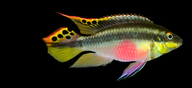 KRIBENSIS (Pelvicachromis pulcher) "Adults"