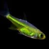 KUBOTAI RASBORA (Microdevario kubotai) .75-1" (2-2.5cm)