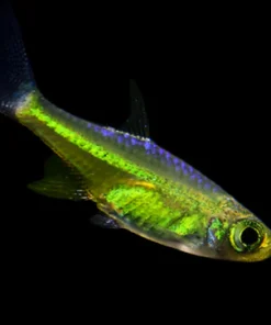 KUBOTAI RASBORA (Microdevario kubotai) .75-1" (2-2.5cm)
