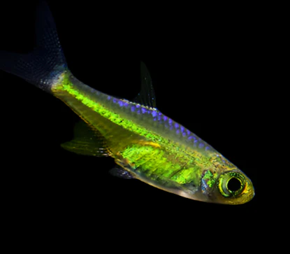 KUBOTAI RASBORA (Microdevario kubotai) .75-1" (2-2.5cm)