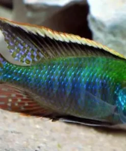 INTERMEDIUS (Tramitichromis intermedius)
