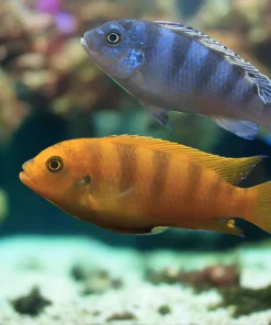 KENYI (Maylandia Lombardoi)