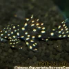 L007 Vampire Pleco for Sale in Canada | Buy L007 Leporacanthicus