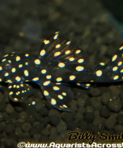 L007 Vampire Pleco for Sale in Canada | Buy L007 Leporacanthicus