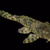 L008 Peckoltia sp. Pleco for Sale in Canada | Buy L008 Pleco