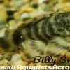 L104 Clown Pleco for Sale in Canada | Buy Panaqolus maccus