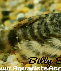 L104 Clown Pleco for Sale in Canada | Buy Panaqolus maccus
