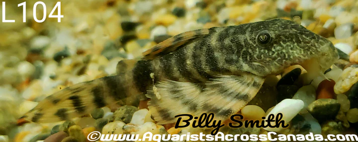 L104 Clown Pleco for Sale in Canada | Buy Panaqolus maccus