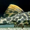 L114 Leopard Cactus Pleco for Sale in Canada | Buy L114 Pleco