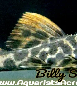 L114 Leopard Cactus Pleco for Sale in Canada | Buy L114 Pleco