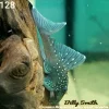 L128 Blue Phantom Pleco 2–2.5" for Sale in Canada | Buy L128 Pleco