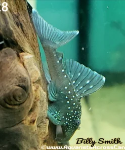 L128 Blue Phantom Pleco 4–5" for Sale in Canada | Buy L128 Pleco
