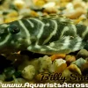 L129 Columbian Zebra Pleco for Sale in Canada | Buy Hypancistrus debilittera
