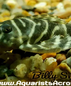 L129 Columbian Zebra Pleco for Sale in Canada | Buy Hypancistrus debilittera