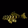 L134 Leopard Frog Pleco for Sale in Canada | Buy Peckoltia compta