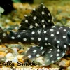 L142 Snowball Pleco for Sale in Canada | Buy L142 Pleco