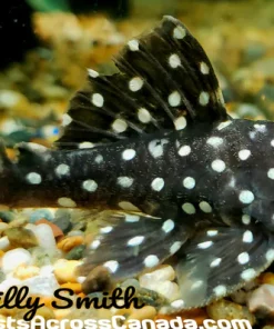 L142 Snowball Pleco for Sale in Canada | Buy L142 Pleco