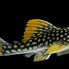 L14 Sunshine Pleco for Sale in Canada | Buy Scobinancistrus aureatus