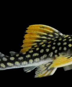 L14 Sunshine Pleco for Sale in Canada | Buy Scobinancistrus aureatus