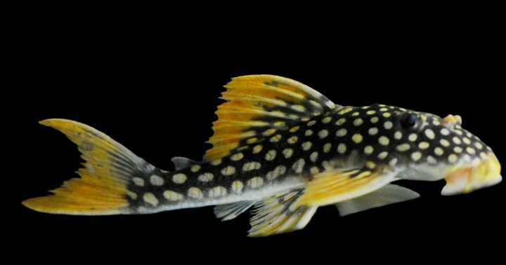 L14 Sunshine Pleco for Sale in Canada | Buy Scobinancistrus aureatus