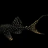 L155 Adonis Pleco for Sale in Canada | Buy Acanthicus adonis
