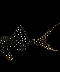 L155 Adonis Pleco for Sale in Canada | Buy Acanthicus adonis
