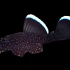 L183 Starlight Bushynose Pleco for Sale in Canada | Buy L183 Pleco