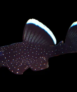 L183 Starlight Bushynose Pleco for Sale in Canada | Buy L183 Pleco