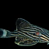 L190 Royal Pleco 1 Inch for Sale in Canada | Buy Panaque nigrolineatus