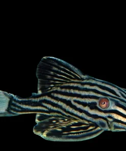 L190 Royal Pleco 1 Inch for Sale in Canada | Buy Panaque nigrolineatus