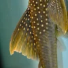L200 High Fin Green Phantom Pleco 7+ Inch for Sale in Canada | Buy L200 Pleco