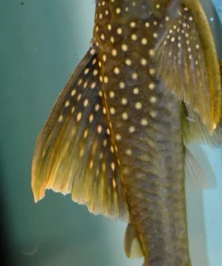 L200 High Fin Green Phantom Pleco 7+ Inch for Sale in Canada | Buy L200 Pleco