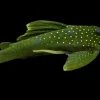 L200 Green Phantom Pleco 2–3 Inch for Sale in Canada | Buy L200 Pleco