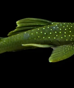 L200 Green Phantom Pleco 2–3 Inch for Sale in Canada | Buy L200 Pleco