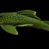 L200 Green Phantom Pleco 4–5 Inch for Sale in Canada | Buy L200 Pleco
